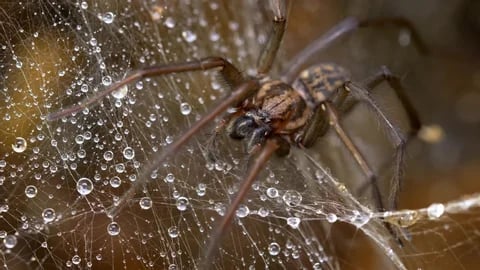 Spider Control Five Forks SC
