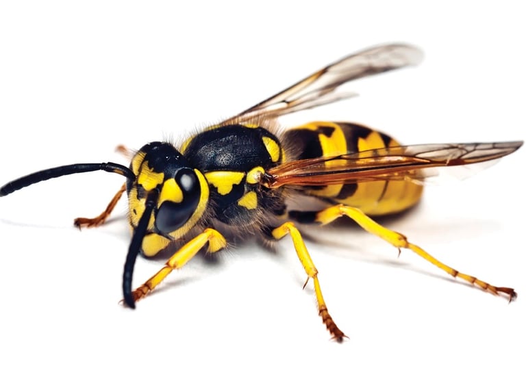 Bee Control Five Forks SC