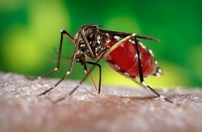 Mosquito Control Five Forks SC