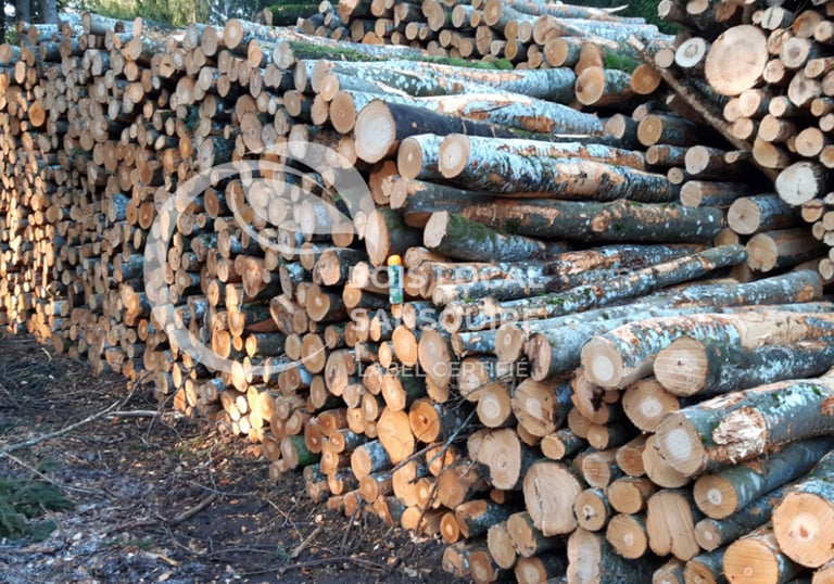 tas de troncs d'arbres coupés