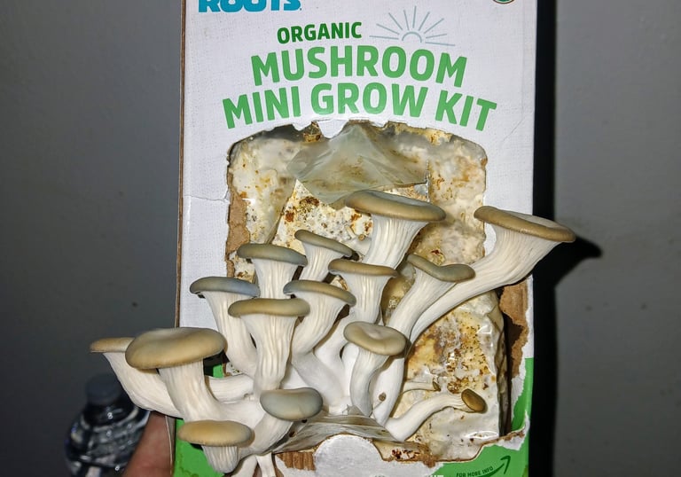 Oyster mushroom kit that did not get enough air flow so mushrooms are leggy