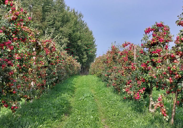 Oleme lõiganud tootmisaias puud nii, et tuleks suur ja punapõskne õun. Noor õunaaed.