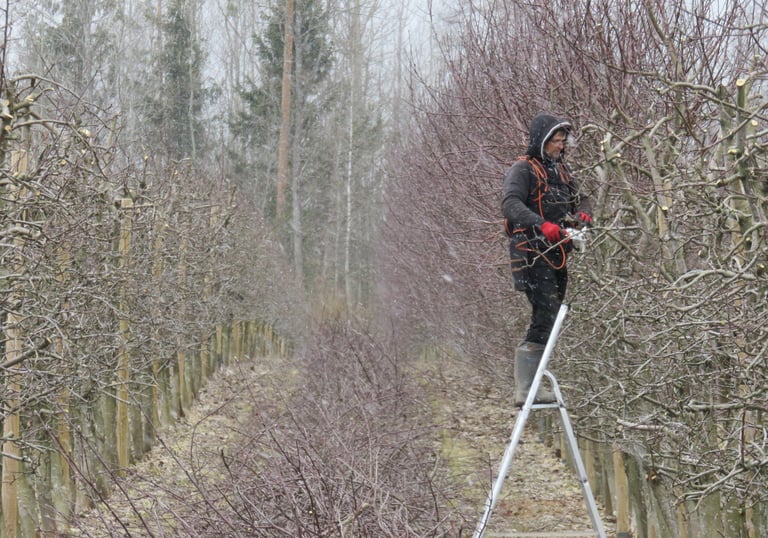 Ille ja Kalmer Kasvand suures tootmisaias tihedat õunapuuvõra noorendamas.
