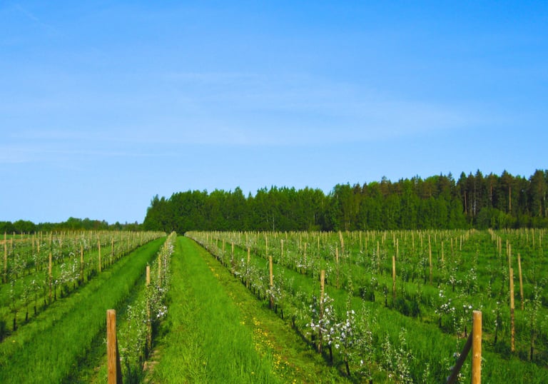 Näide aia planeerimisest meie hoole all. noore õunaaia rajamine