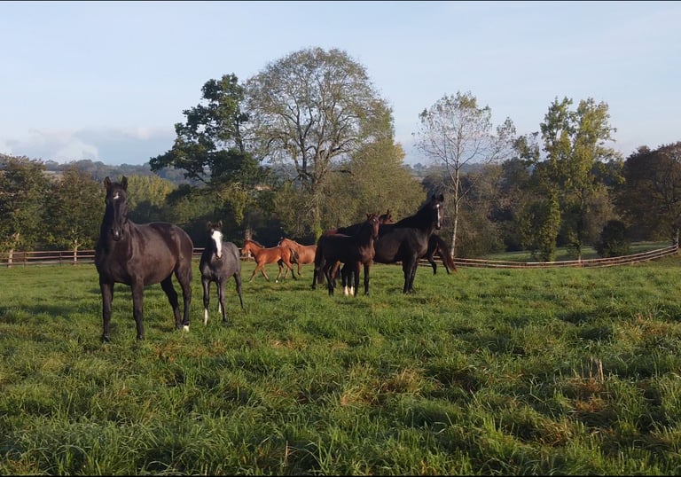 Juments et poulains dans un champs