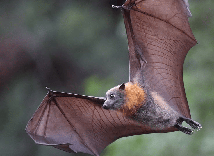 controle de morcegos