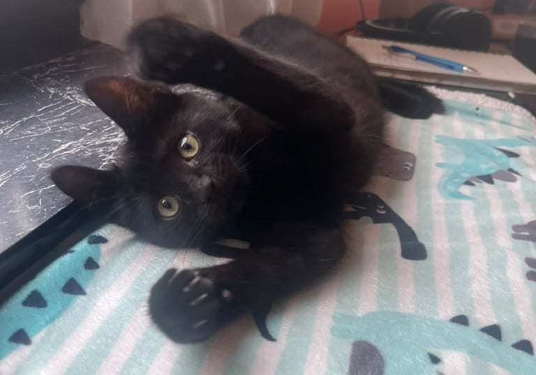 eine schwarze Katze, die spielt