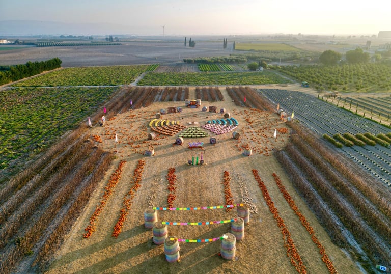 campo zucche di halloween
