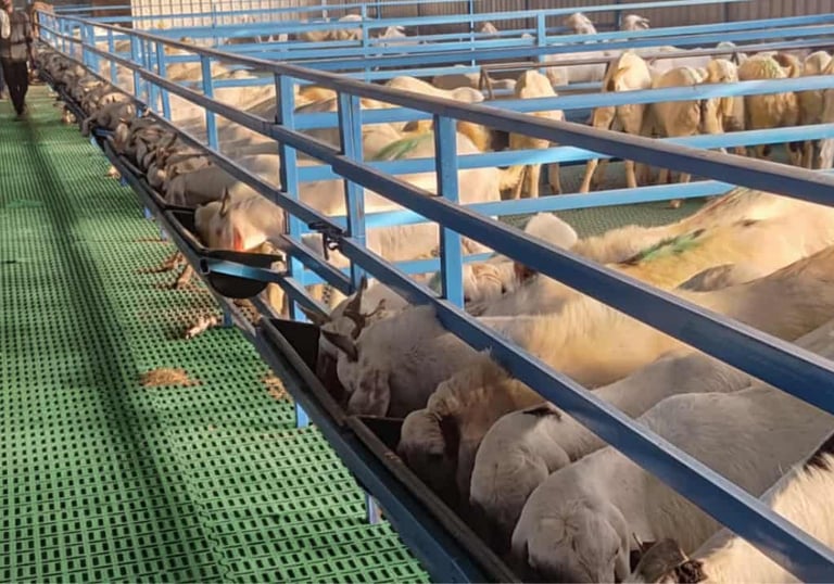 Hi tech Goat farm image  next to them