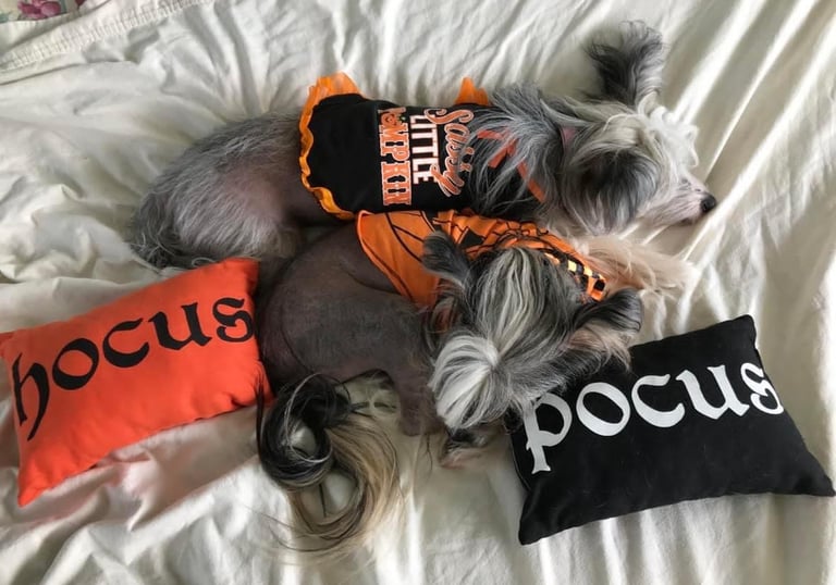 Chinese Crested puppies near me