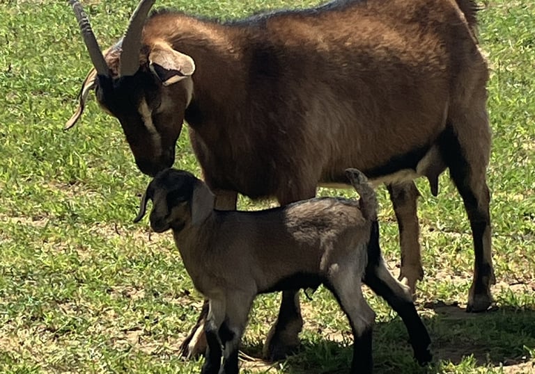 Heritage Texas Range Goat - Doe & Kid.