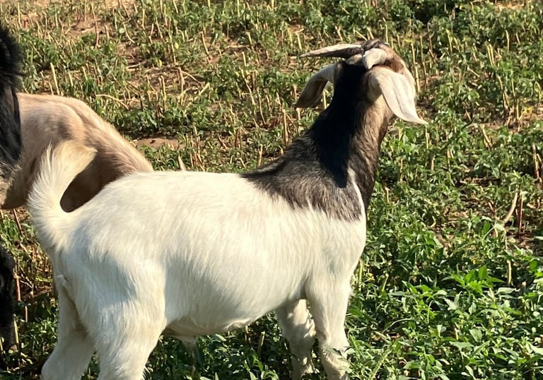 Fancy F1 fat wethers (castrados).