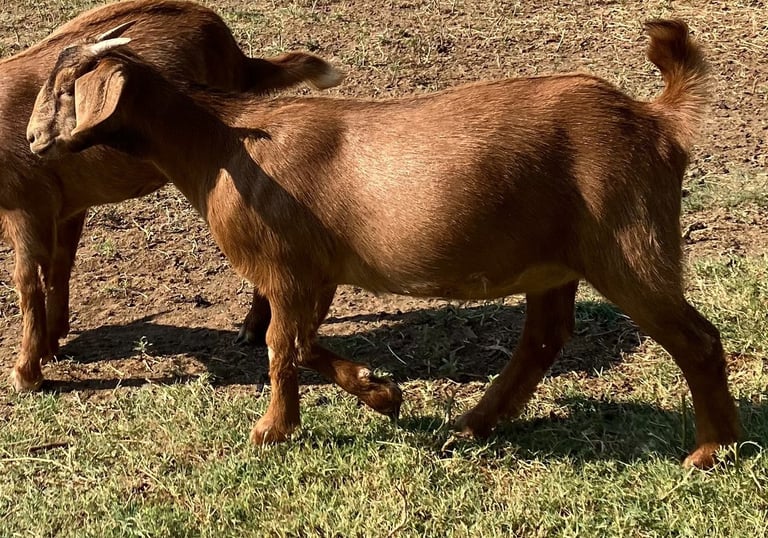 Fancy F1 replacement females - doeling.