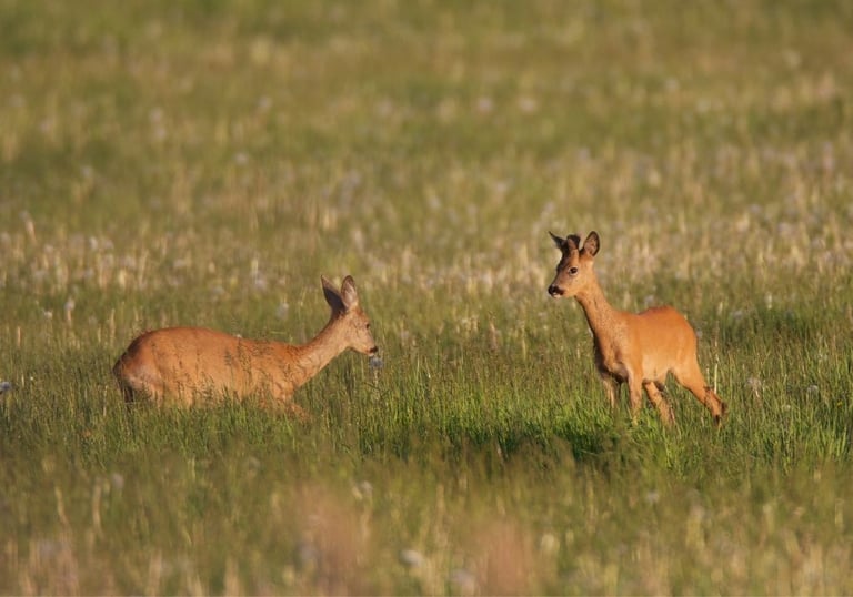 2 roe deer in a field