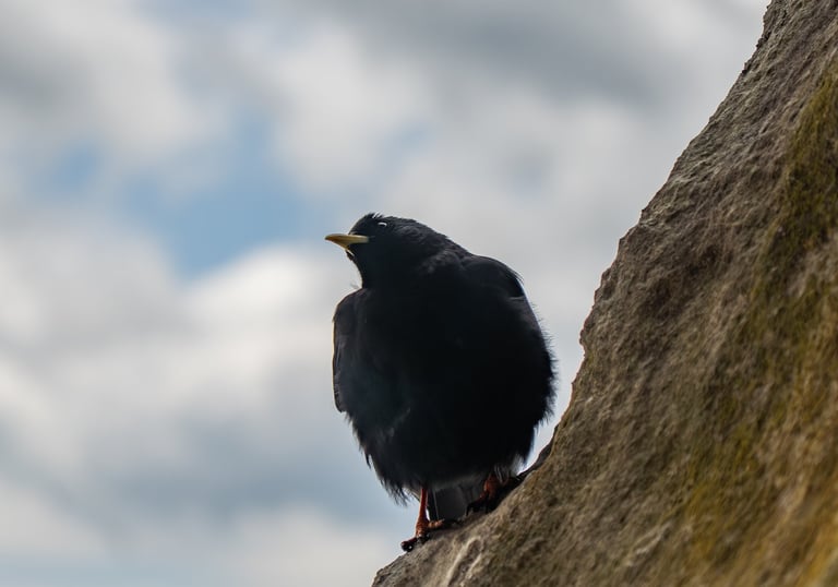 Tierfotografie, Schwarzer Rabe