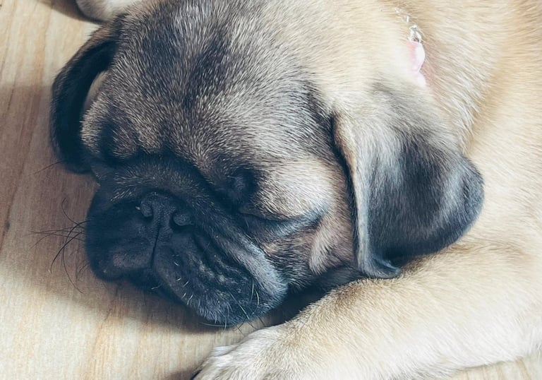 Este cachorro duerme de forma placentera porque está sano y saludable
