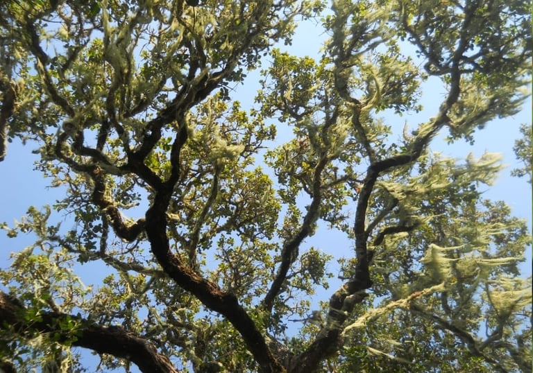 Platbos forest tree canopy