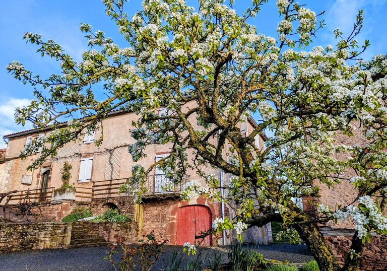 Un poirier en fleur devant une maison