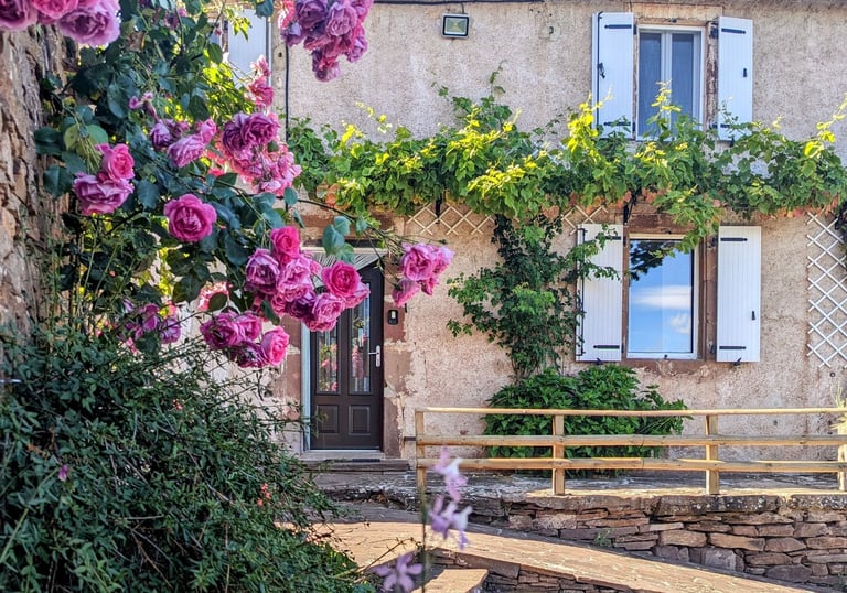 Rosier en fleur devant la façade de la maison
