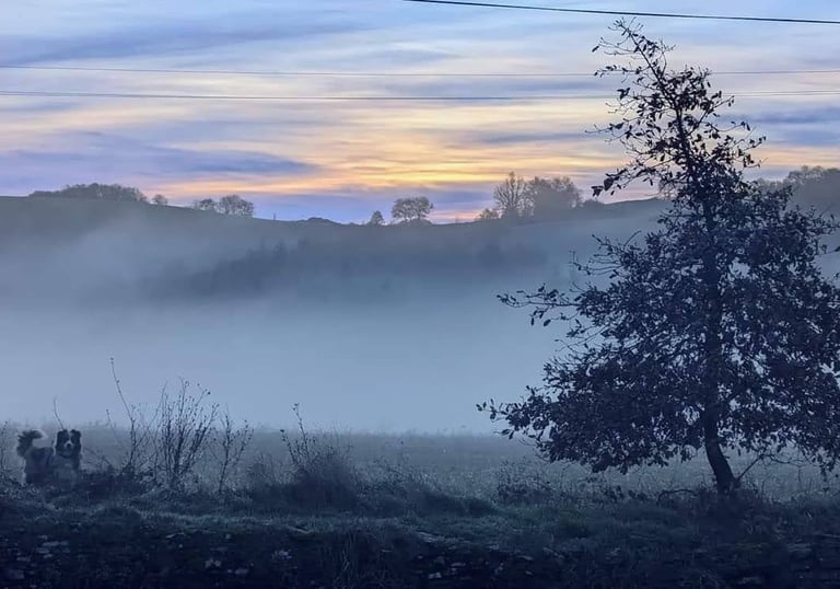 Un chêne en forme de sapin dans un paysage brumeux et un chien au loin