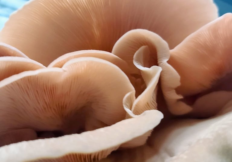 Close-up of oyster mushrooms showing delicate gills.