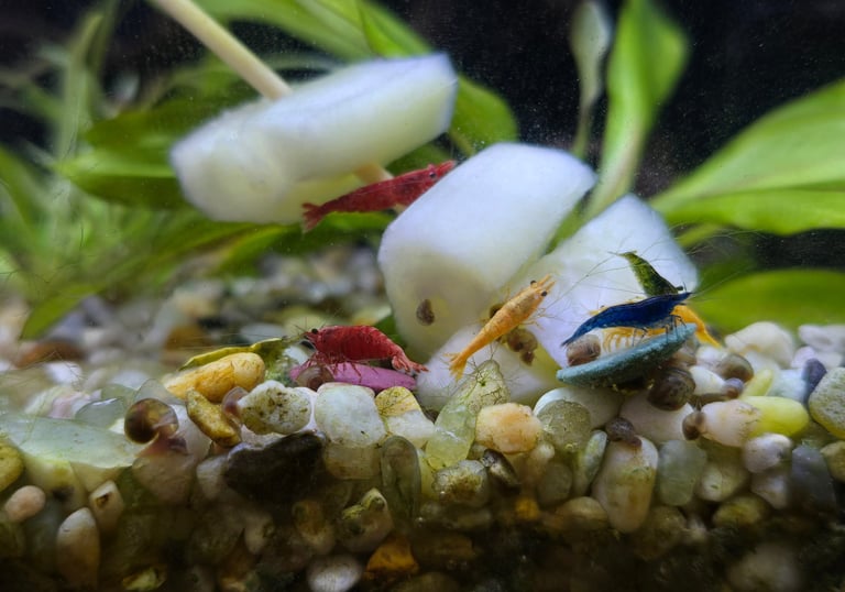 Shrimp and fish in a freshwater aquarium with plants.