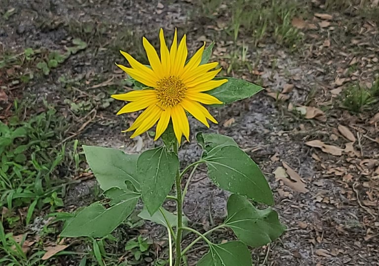 Beginner gardening experiment with a sunflower in progress.