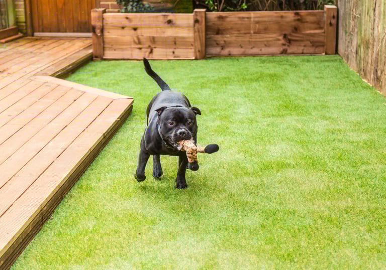 artificial turf for dogs phoenix