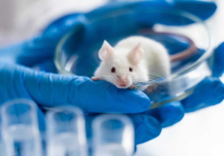 A mouse in the lab