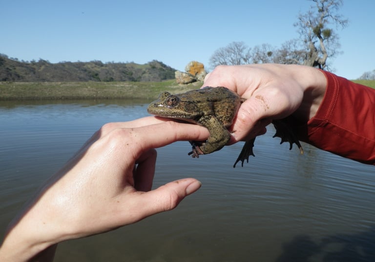 California red-legged frog conservation monitoring in Alameda County, CA.