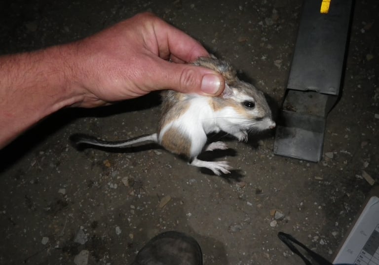 Giant kangaroo rat in Kern County, CA.