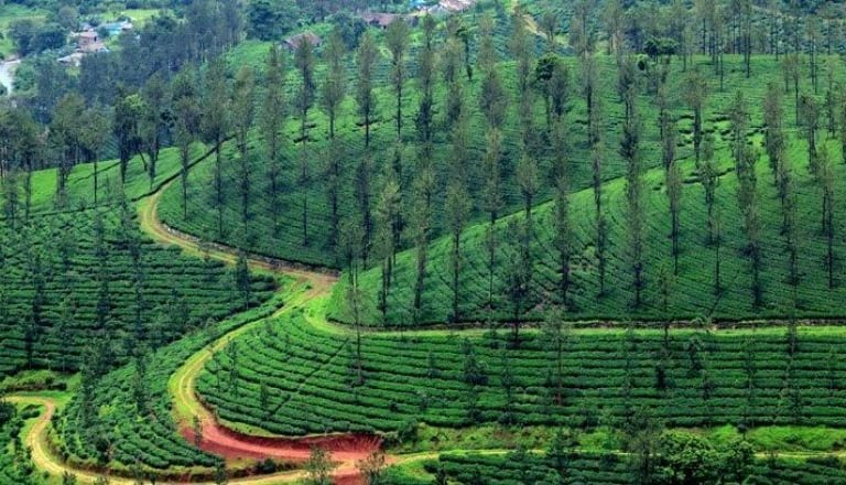 Lush green Tea Gardens