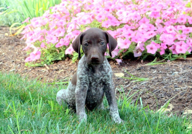 Puppies for Sale 