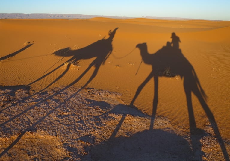 Desert safari with camels