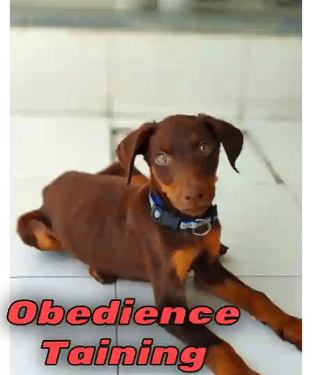 Obedience dog training program in gurgaon