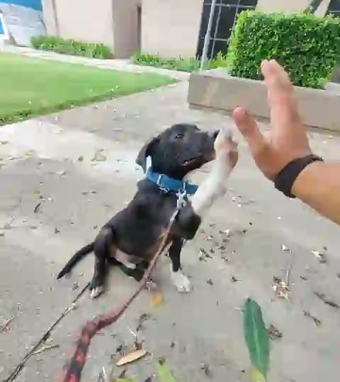 Advanced dog training in gurgaon