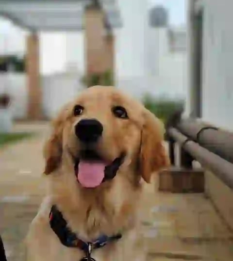 Behavioral Correction Training in Gurugram