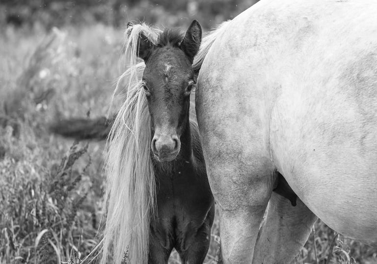 Black and white portrait of a dark young foal standing behind a white horse in a grassy field.