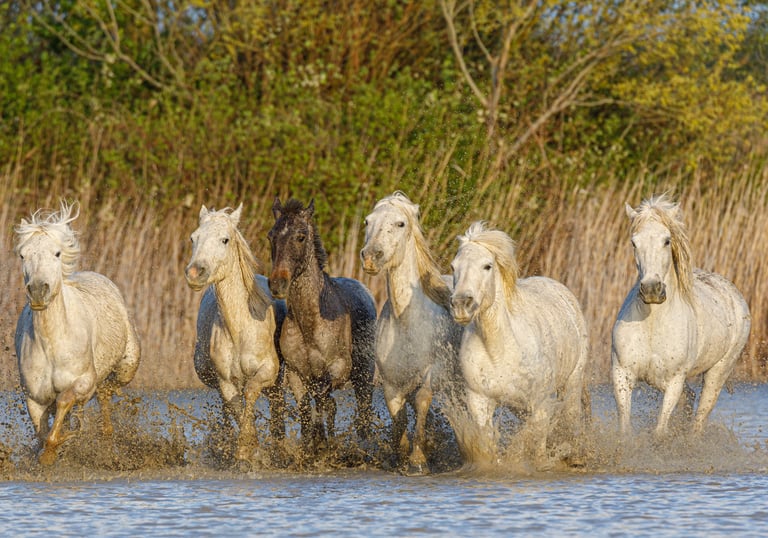 A herd of Camargue horses galloping through shallow water with splashing droplets and a natural reed backdrop.