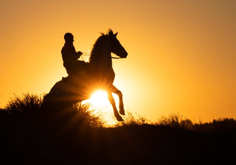 Silhouette of a rider on a rearing horse against a golden sunset sky.