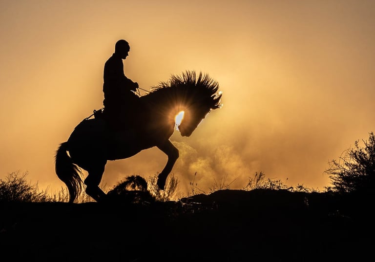 Silhouette of a horse rider rearing up during a golden sunset, creating a dramatic equine landscape.