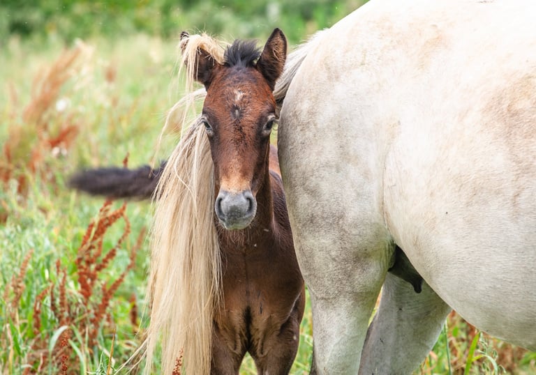 A brown foal peeks from behind a white mare in a grassy field, showcasing a young horse in a pasture.