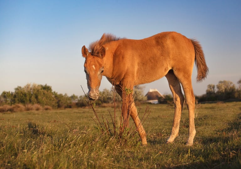 Young chestnut foal grazing in a grassy field during golden hour at sunset.