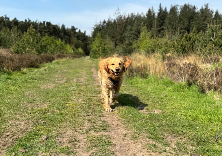 A dog with a dog walker in harrogate walking in a woodland