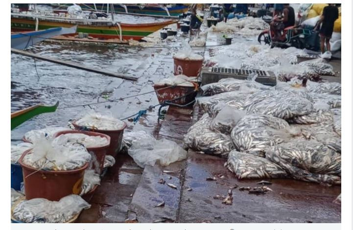 a bunch of fish in a river with people standing around