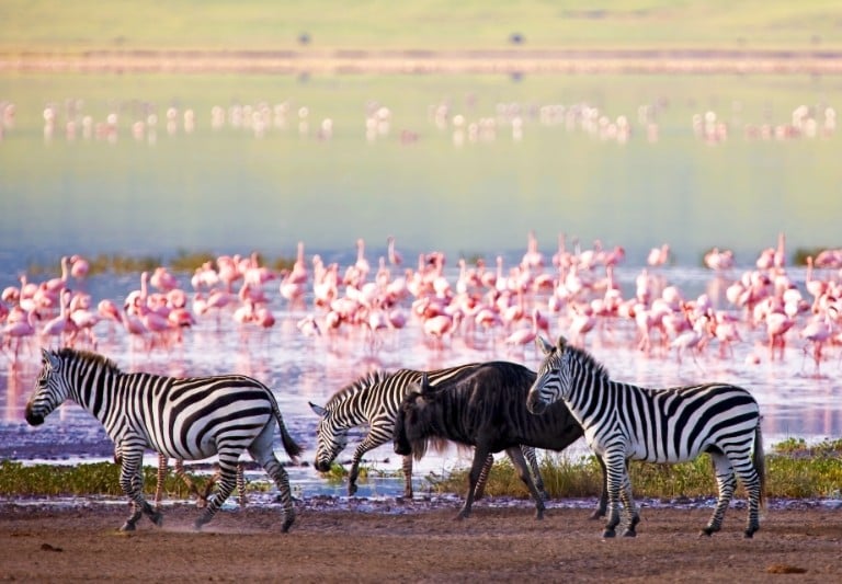 A group of Flamingo in lake Manyara with zebras and wilder beast