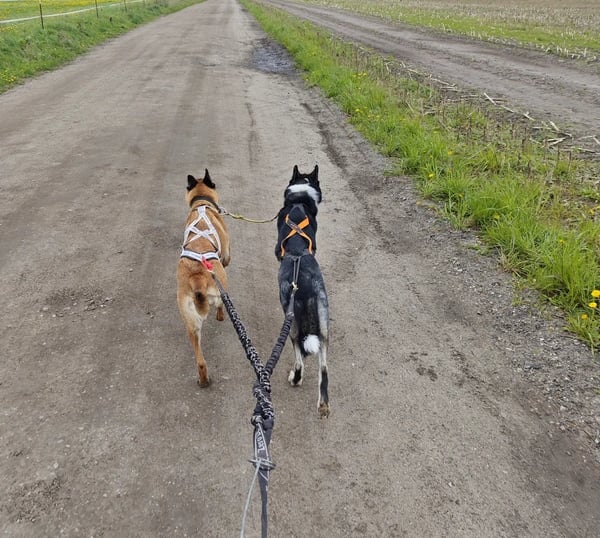 Zwei Hunde an der Leine beim Spaziergang, Training für Auslastung und Kontrolle