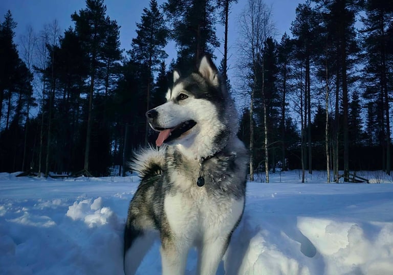 Un malamute d'Alaska se tenant debout dans la neige, entouré de forêts de pins en Laponie