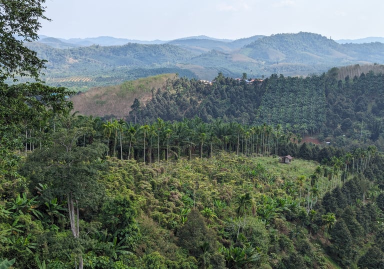 Le district de Thasae