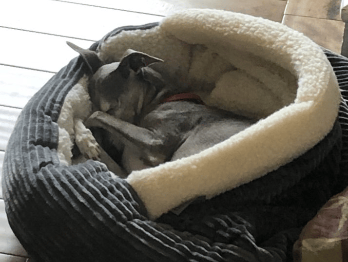 a dog is sleeping in a dog bed